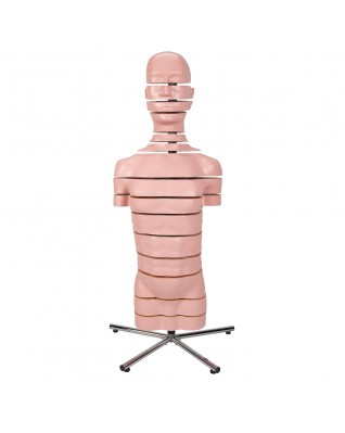 Diskli gövde, 15 disk - 3B Smart Anatomy