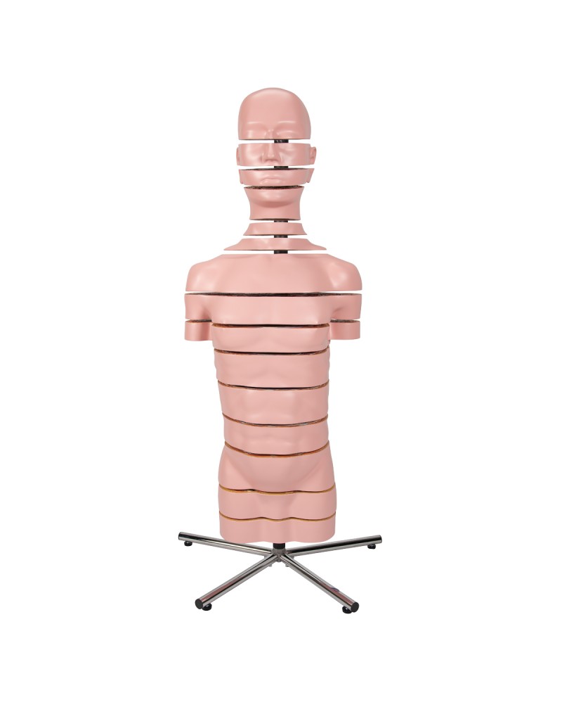 Diskli gövde, 15 disk - 3B Smart Anatomy
