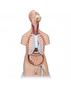 Cinsiyetsiz klasik gövde, 16 parça - 3B Smart Anatomy