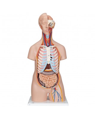 Cinsiyetsiz klasik gövde, 16 parça - 3B Smart Anatomy