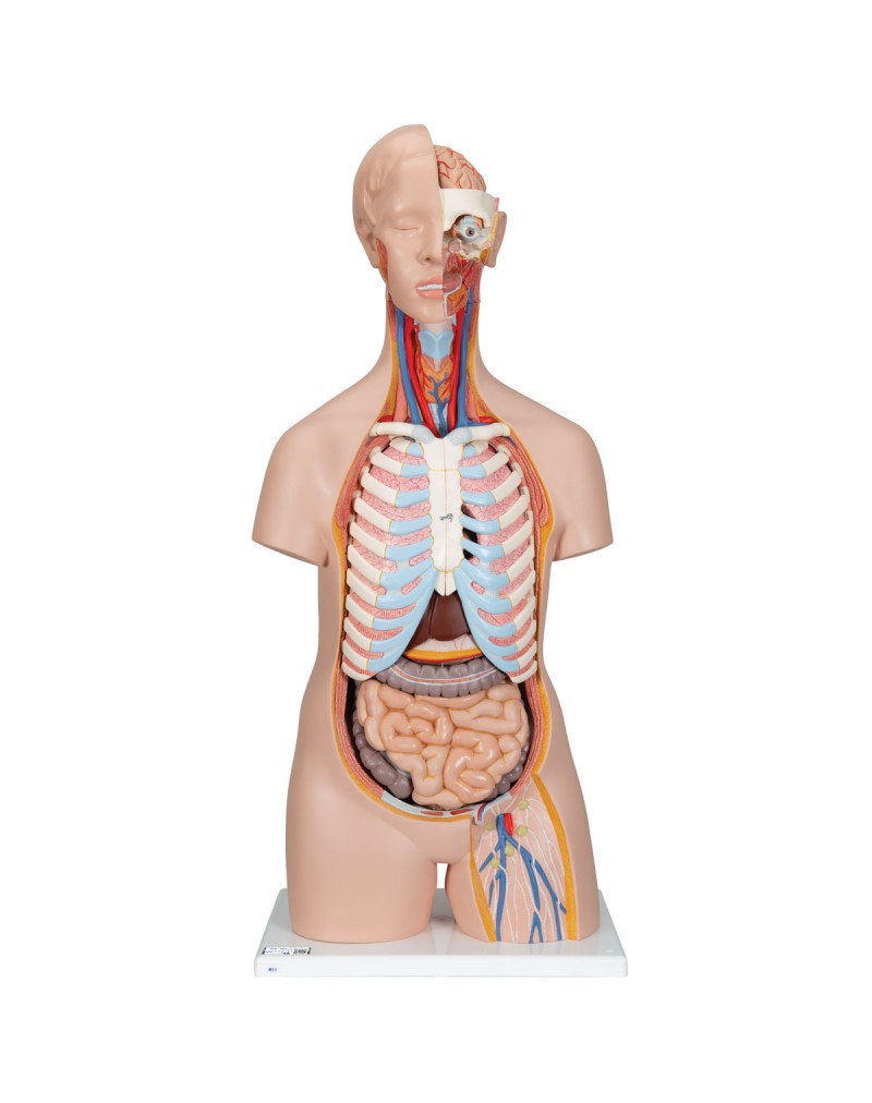 Cinsiyetsiz klasik gövde, 16 parça - 3B Smart Anatomy