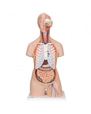 Sırtı açık cinsiyetsiz klasik gövde, 21 parça - 3B Smart Anatomy