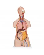 Sırtı açık cinsiyetsiz klasik gövde, 18 parça - 3B Smart Anatomy