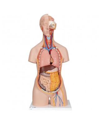 Sırtı açık cinsiyetsiz klasik gövde, 18 parça - 3B Smart Anatomy