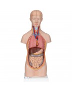 Mini gövde, 12 parçalı - 3B Smart Anatomy