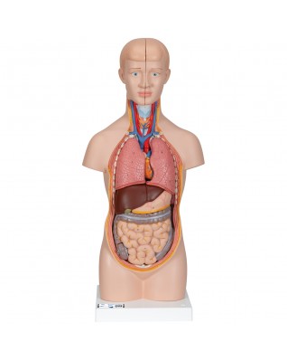 Mini gövde, 12 parçalı - 3B Smart Anatomy