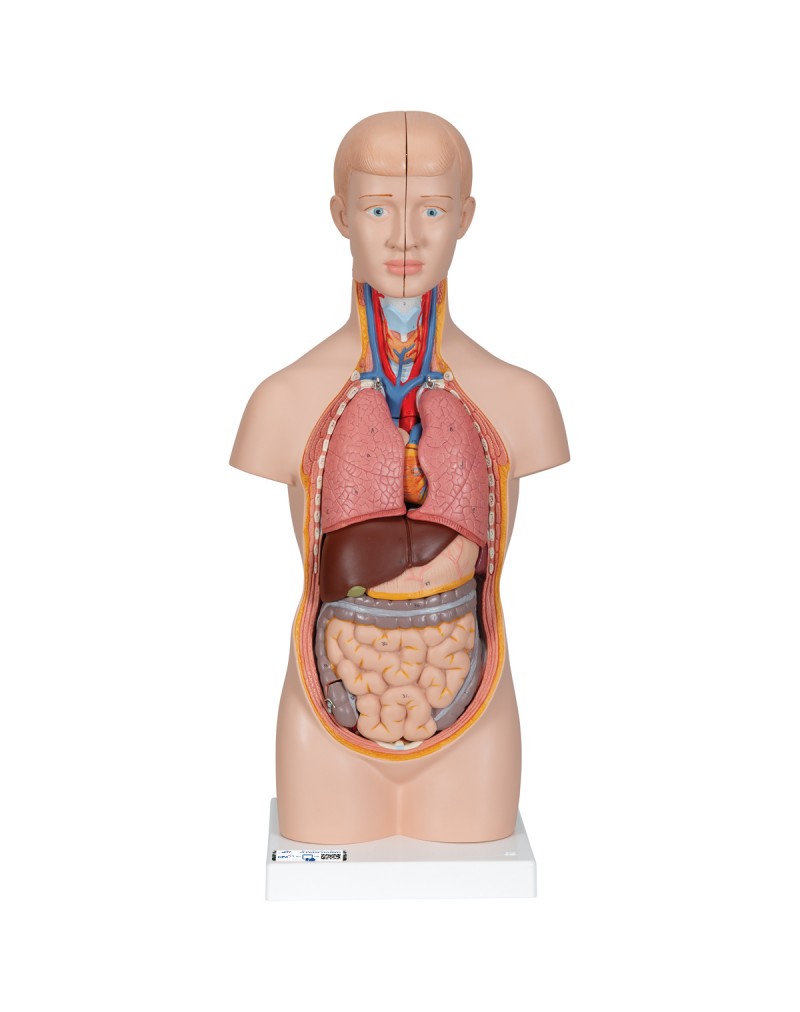 Mini gövde, 12 parçalı - 3B Smart Anatomy
