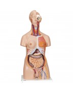 İki cinsiyetli lüks gövde, 24 parçalı - 3B Smart Anatomy