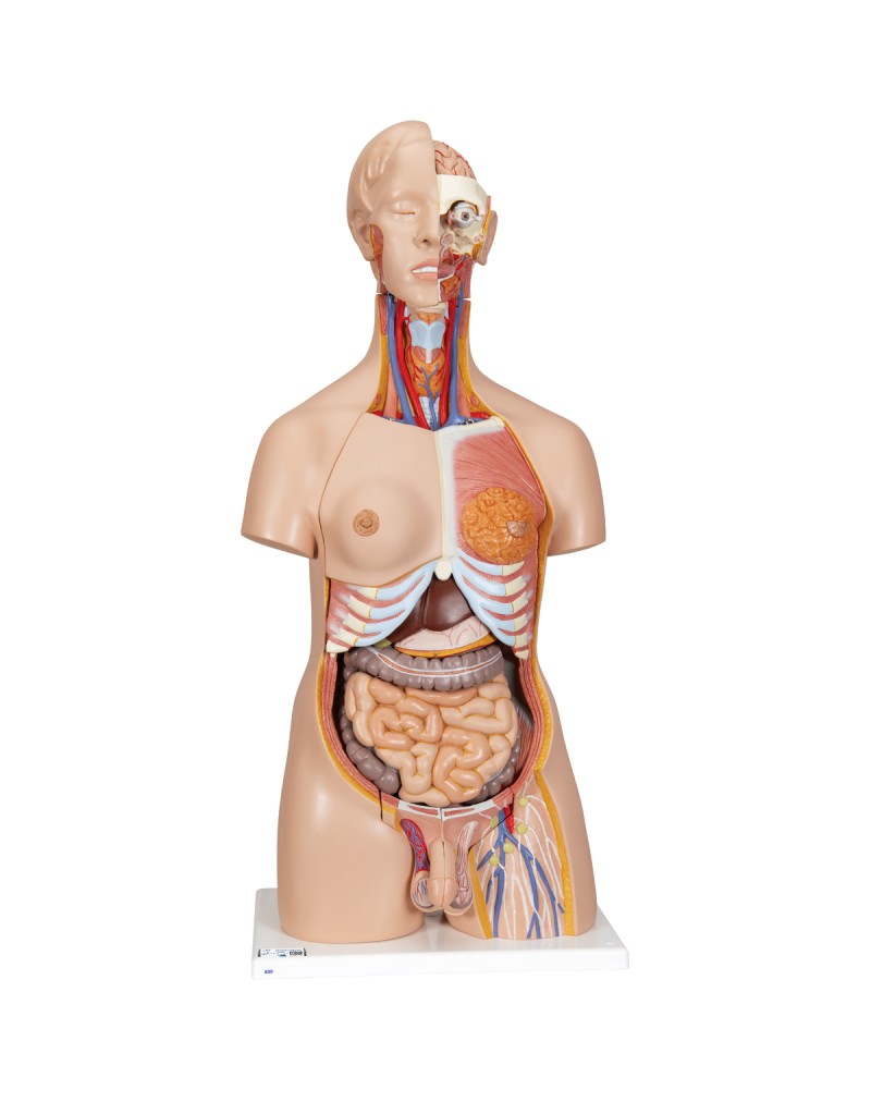 İki cinsiyetli lüks gövde, 24 parçalı - 3B Smart Anatomy