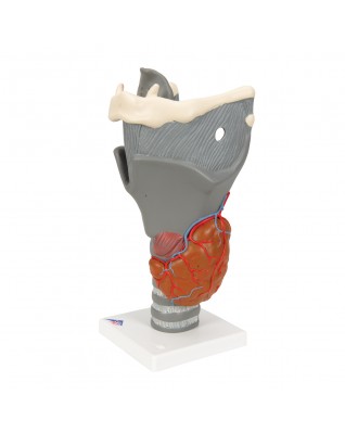 Fonksiyonel gırtlak, 2,5 kat büyütülmüş - 3B Smart Anatomy