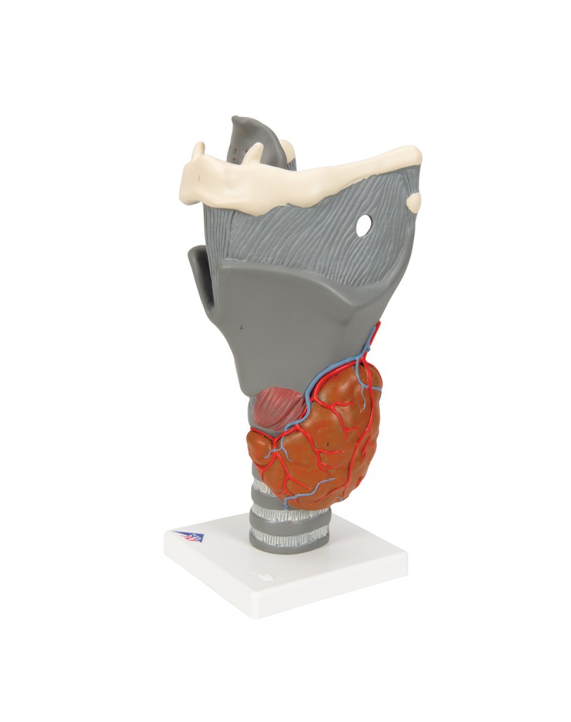 Fonksiyonel gırtlak, 2,5 kat büyütülmüş - 3B Smart Anatomy