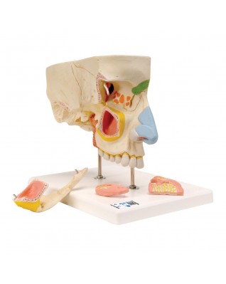 Sinüslerle birlikte burun, 5 parça - 3B Smart Anatomy