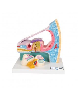 Organ of Corti - 3B Smart Anatomy