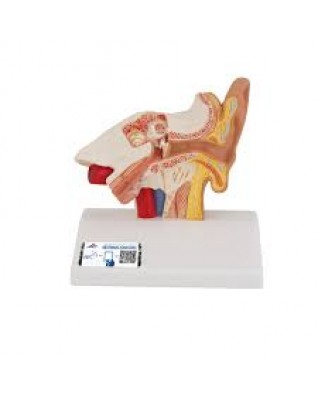 Kulak masa modeli, 1,5 kat büyütülmüş - 3B Smart Anatomy