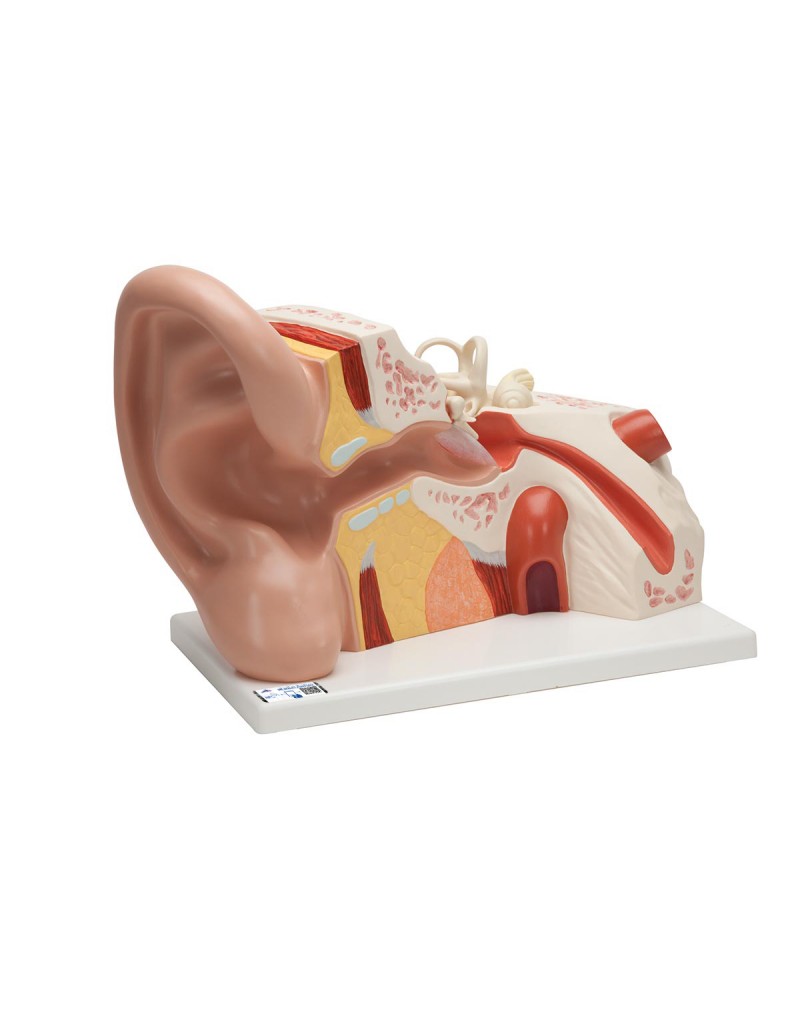 Dev kulak, 5 kat büyütülmüş, 3 parçalı - 3B Smart Anatomy
