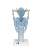 Fonksiyonel gırtlak, 3 kat büyütülmüş - 3B Smart Anatomy