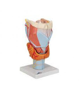 Gırtlak, 2 kat büyütülmüş, 7 parçalı - 3B Smart Anatomy
