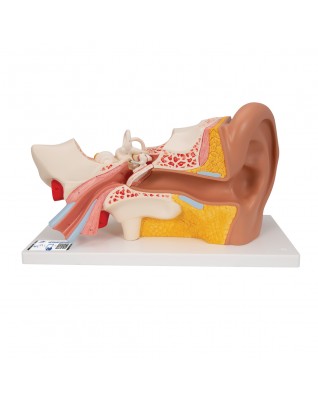 Kulak, 3 kat büyütülmüş, 4 parçalı - 3B Smart Anatomy