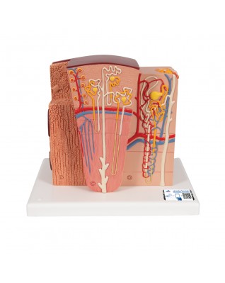 3B MICROanatomy™ Böbrek - 3B Smart Anatomy