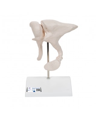 Kemikçikler – 20 kat büyütme - 3B Smart Anatomy