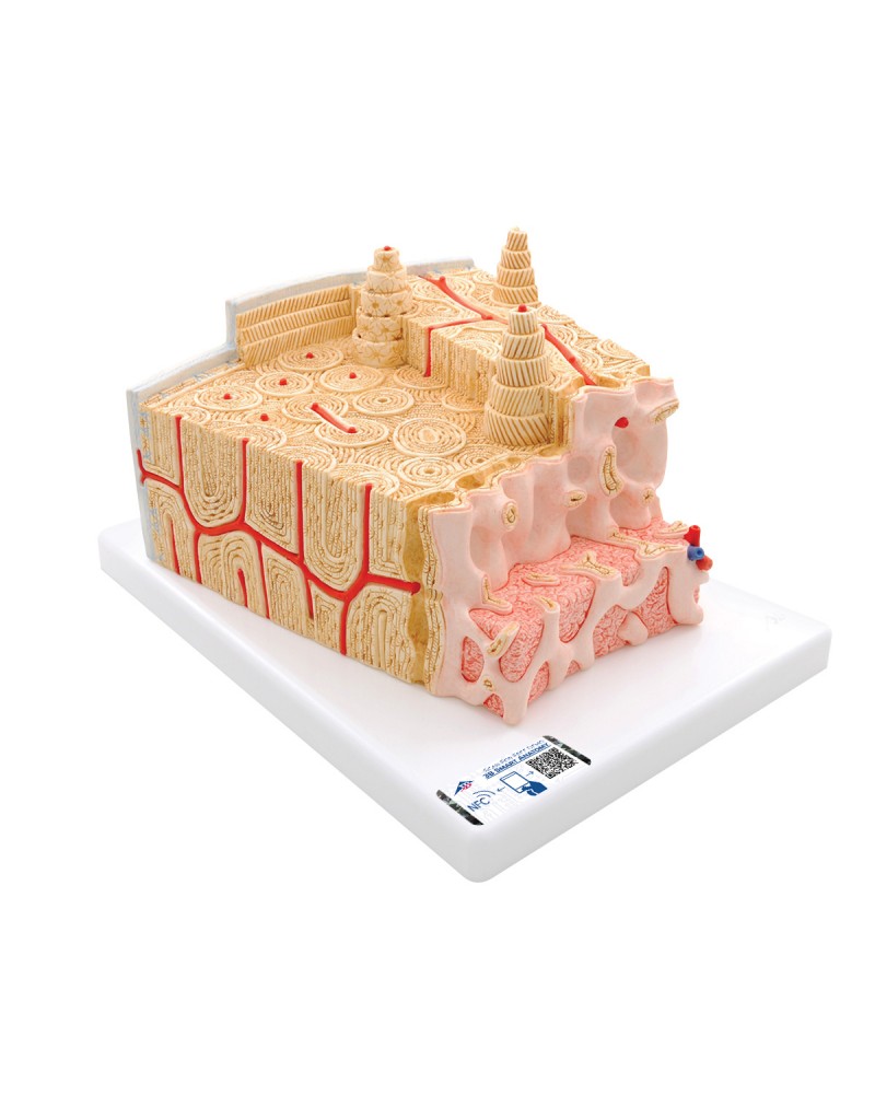 3B MICROanatomy™ kemik yapısı 80 kat büyütme - 3B Smart Anatomy