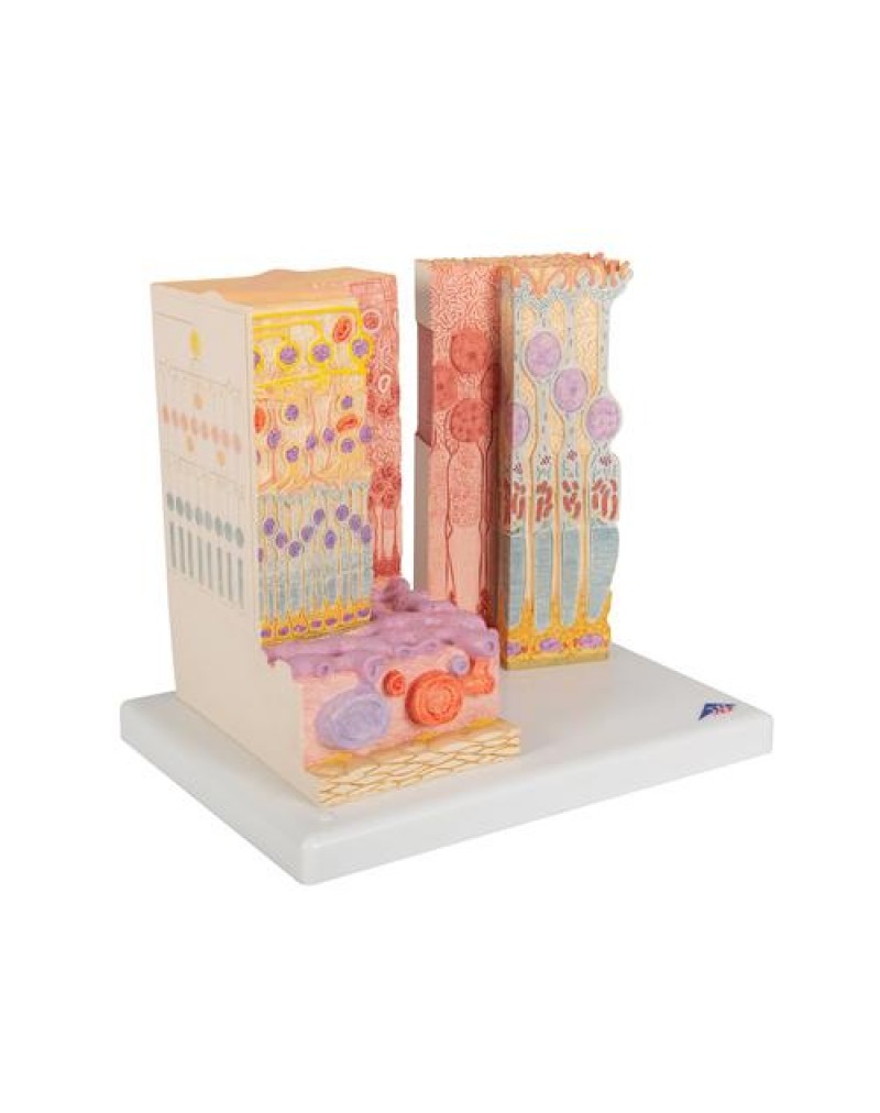 3B MICROanatomy™ göz - 3B Smart Anatomy