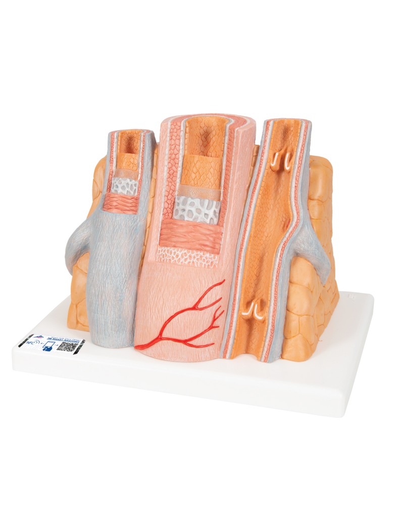 3B MICROanatomy™ arterler ve venler, 14 kat büyütülmüş - 3B Smart Anatomy