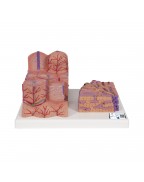 3B MICROanatomy™ karaciğer - 3B Smart Anatomy