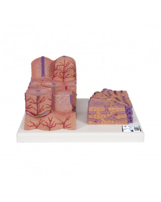 3B MICROanatomy™ karaciğer - 3B Smart Anatomy