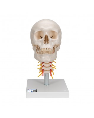Klasik kafatası, boyun omurları üzerinde, 4 parçalı - 3B Smart Anatomy