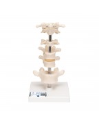 6 Omur - 3B Smart Anatomy