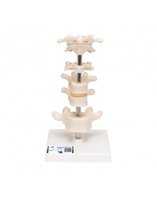 6 Omur - 3B Smart Anatomy
