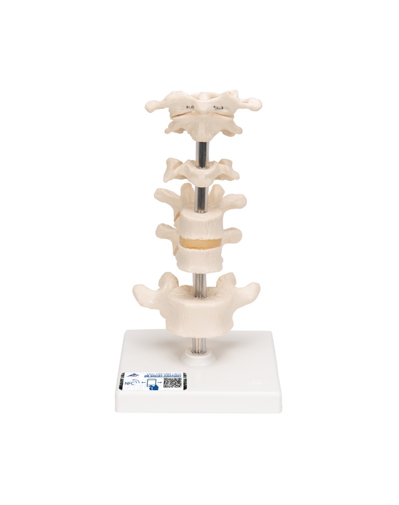 6 Omur - 3B Smart Anatomy