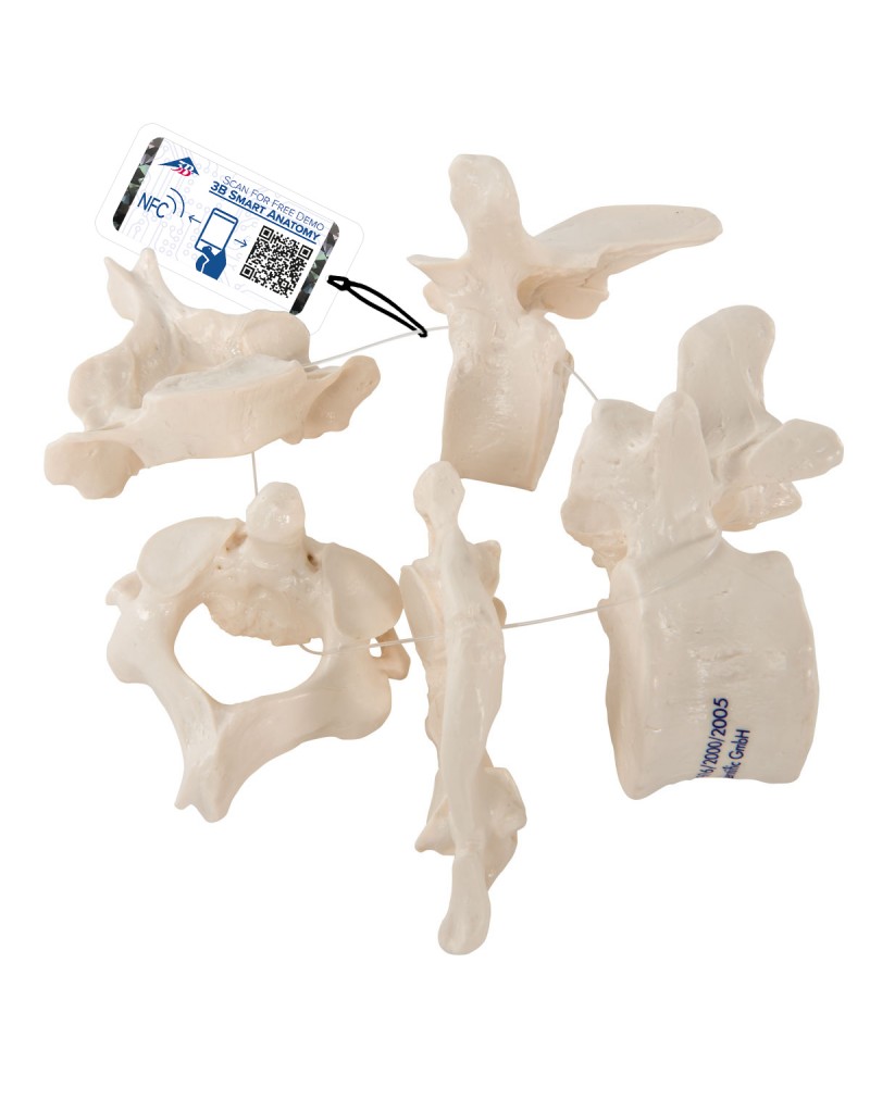 5 omur - 3B Smart Anatomy