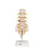Dorsolateral bel fıtığına sahip bel omurgası - 3B Smart Anatomy