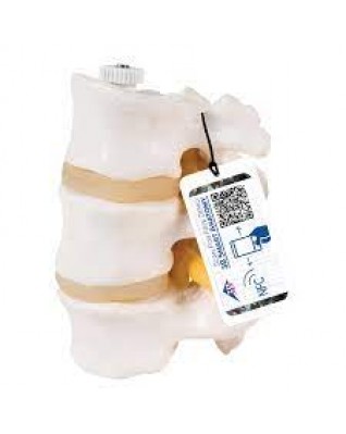 3 bel omuru, elastik monte edilmiş - 3B Smart Anatomy