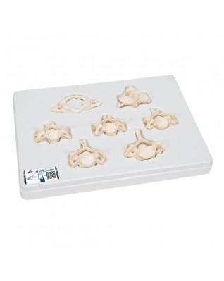 7 BONElike™ boyun omuruna sahip set - 3B Smart Anatomy