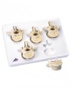 5 bel omuruna sahip set - 3B Smart Anatomy