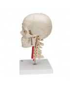 BONElike™ kafatası - eğitici lüks kafatası, 7 parçalı - 3B Smart Anatomy