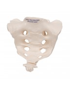Koksiksli sakrum - 3B Smart Anatomy