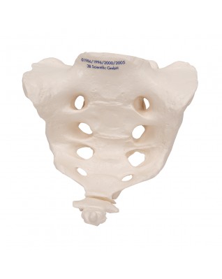 Koksiksli sakrum - 3B Smart Anatomy