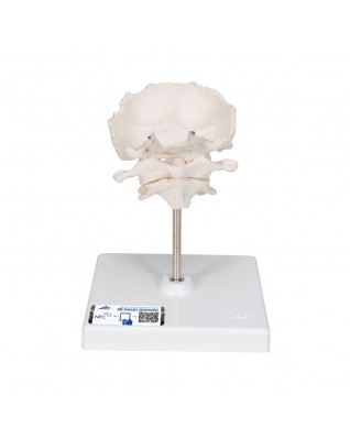 Atlas ve eksen, oksipitalle, çıkartılabilir destek üzerinde montajlı - 3B Smart Anatomy