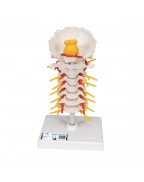 Boyun omurları - 3B Smart Anatomy