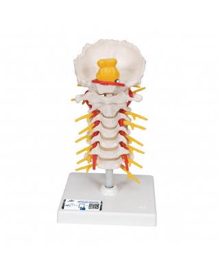 Boyun omurları - 3B Smart Anatomy