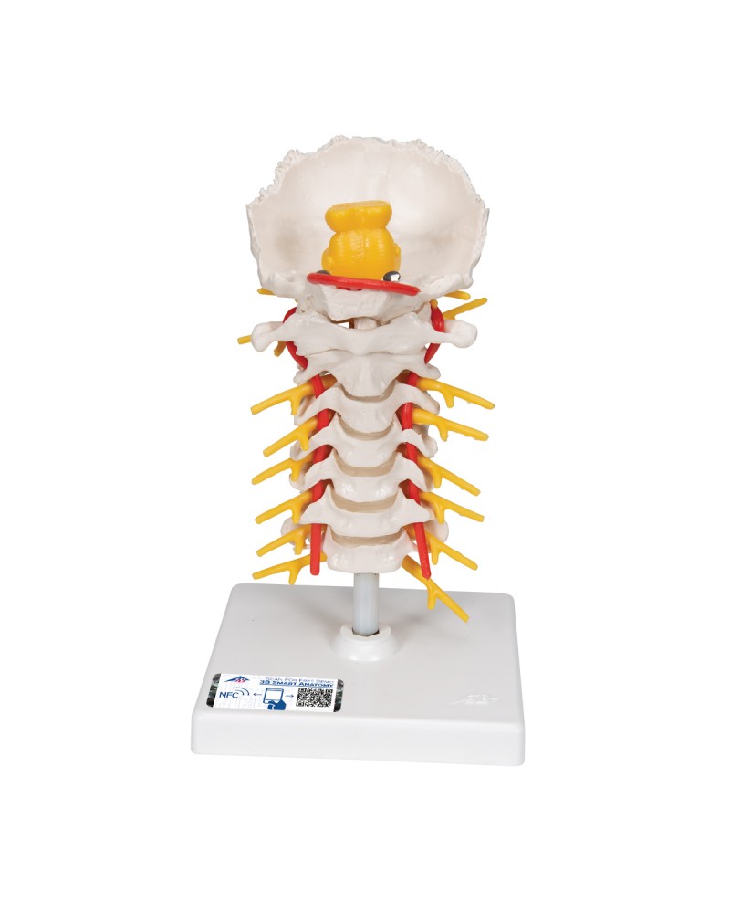 Boyun omurları - 3B Smart Anatomy