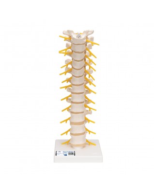 Gövde omurları - 3B Smart Anatomy