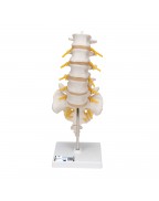 Bel omurları - 3B Smart Anatomy