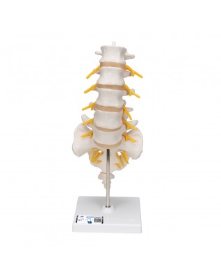 Bel omurları - 3B Smart Anatomy