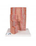 3B MICROanatomy™ sindirim bölümleri - 20 kat büyütülmüş - 3B Smart Anatomy