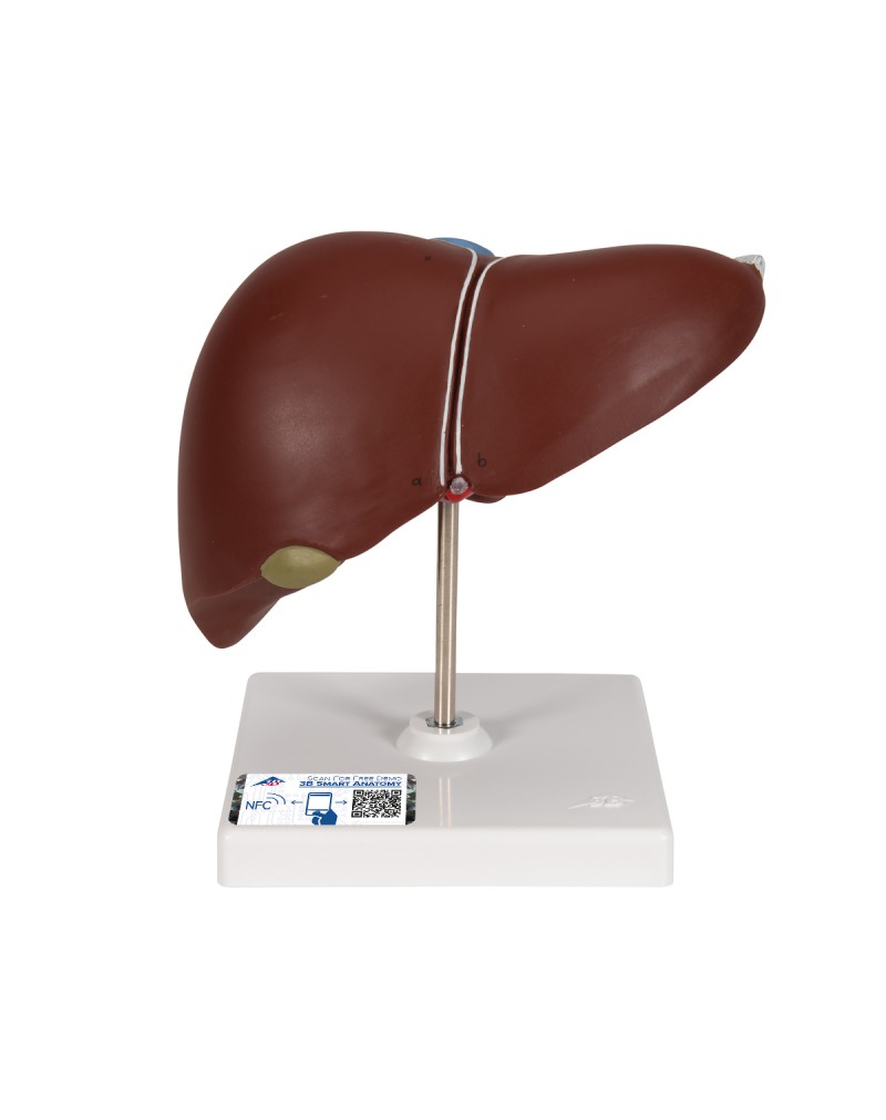 Safra kesesiyle birlikte karaciğer - 3B Smart Anatomy